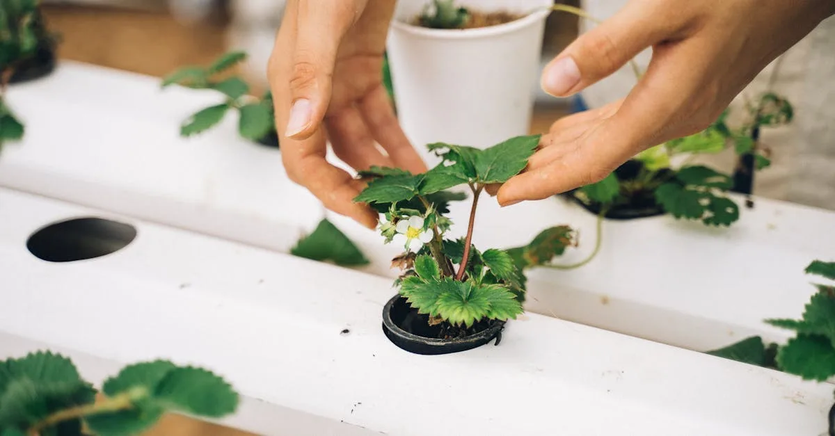 découvrez l'aquaponie, un système durable combinant aquaculture et culture hydroponique pour produire des plantes et des poissons de manière écologique et efficace.