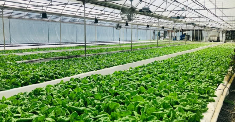 découvrez l'aquaponie, une méthode durable combinant aquaculture et culture hydroponique pour un jardinage écologique et productif.
