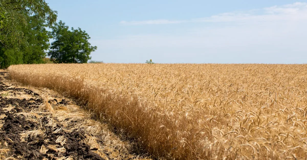 découvrez l'agriculture écologique : des pratiques durables respectueuses de l'environnement pour produire des aliments sains tout en préservant les ressources naturelles.