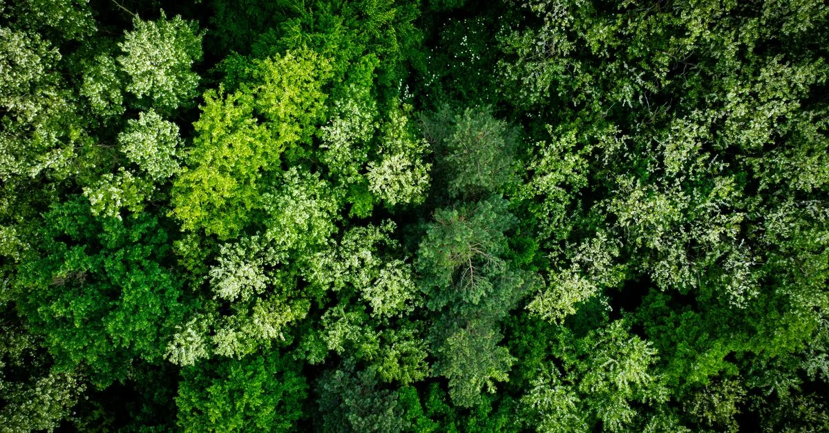 découvrez les réglementations environnementales essentielles pour protéger notre planète et assurer un développement durable responsable.