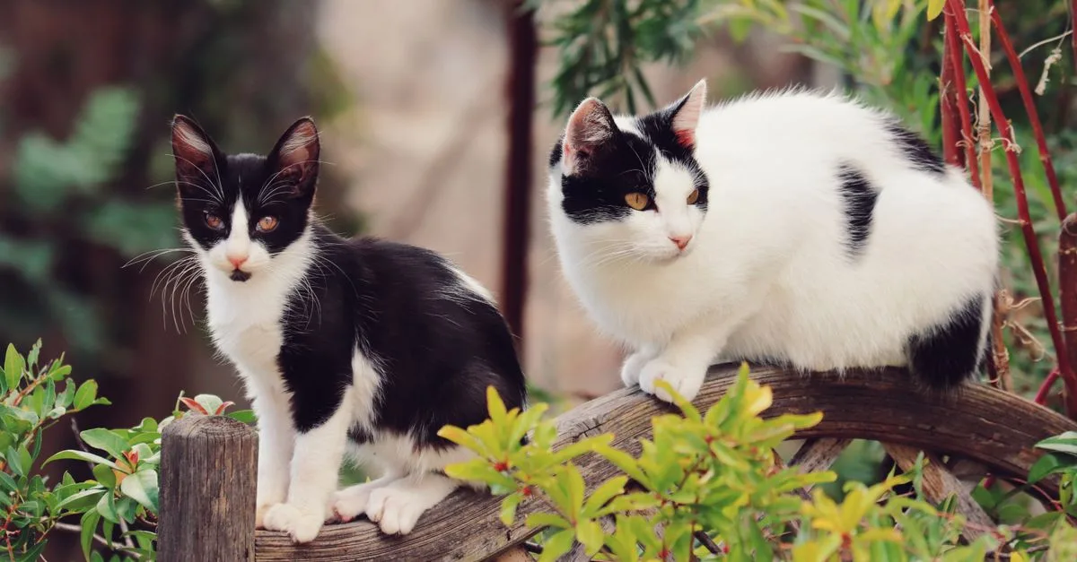 découvrez des conseils pratiques pour une coexistence harmonieuse avec votre chat, favorisant un environnement paisible et respectueux pour tous.