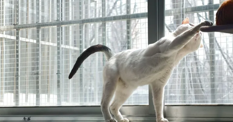 découvrez des conseils pratiques pour une coexistence harmonieuse avec votre chat, favorisant le respect et le bien-être de tous à la maison.
