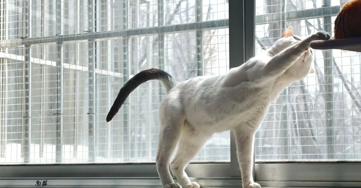 découvrez des conseils pratiques pour une coexistence harmonieuse avec votre chat, favorisant le respect et le bien-être de tous à la maison.